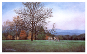 Peaceful Fields