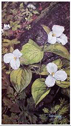 White Trillium